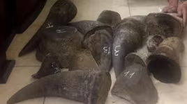 Lộ diện "ông trùm" chuyên buôn sừng tê giác