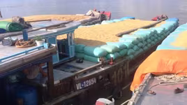 Bắt giữ 300 tấn thóc nhập lậu về Việt Nam