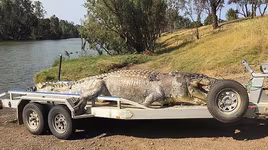 Tìm thấy cá sấu 'khủng' dài 5,2m bị bắn chết