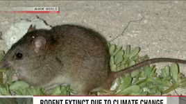 Loài thú gặm nhấm đầu tiên tuyệt chủng do biến đổi khí hậu