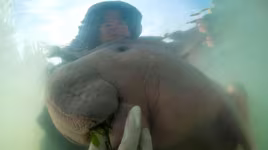 Bò biển nổi tiếng ở Thái Lan tử vong vì rác thải nhựa