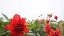 Hà Nội được mùa hoa Tây Tựu