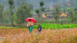 Mở Lễ hội Tam giác mạch: Lòng người nở hoa trên cao nguyên đá