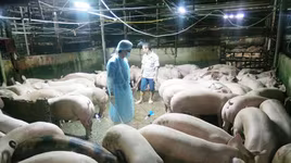 Bịt kẽ hở rò rỉ chất cấm Salbutamol: Vẫn đang chờ luật