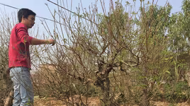 Người trồng đào, quất mòn mỏi ngóng gió đông