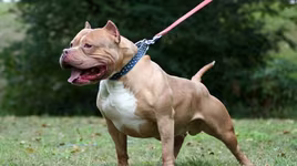 Quy định đã có, chó vẫn... thả rông