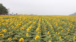 Về Nghĩa Đàn ngắm hoa hướng dương