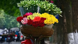 Hoa loa kèn tinh khôi xuống phố Hà Nội