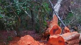 Phát hiện vụ phá rừng với quy mô lớn tại vườn quốc gia Yok Đôn