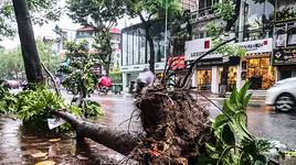 [ẢNH] Hà Nội: Mưa lớn, nhiều cây xanh bật gốc