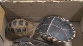 Rùa hộp trán vàng bị phát hiện "chu du" từ Quảng Bình ra Hà Nội