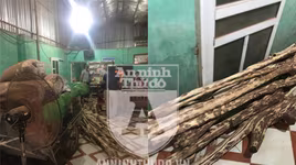 Cây gỗ sưa trong trường học "bốc hơi" sau một đêm mưa bão