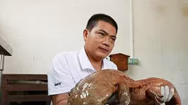 Bắt được con kỳ nhông khổng lồ, giống "sinh vật lạ ở Vĩnh Phúc"