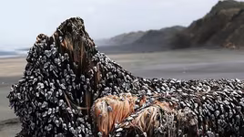 Phát hiện "tóc của quái vật biển" ở New Zealand?