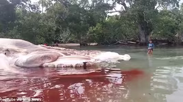 Phát hiện xác "quái vật" biển ở Indonesia