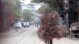 Hoa đào nở rực ở Nhật Tân, giá không hề rẻ