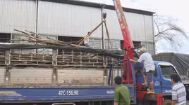 Đắk Lắk: Bắt xe tải vận chuyển hơn 70 cây gỗ giáng hương