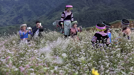 "Say" trong Lễ hội ẩm thực Tây Bắc Sun World Fansipan Legend