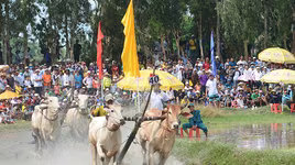 Cặp bò của ông Nguyễn Thành Tài đoạt hạng Nhất Hội đua bò Bảy Núi lần thứ 25 do Tập đoàn Tân Hiệp Phát tài trợ