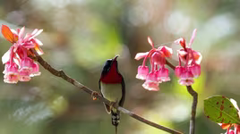 Xuân về, nhớ đào chuông Bà Nà