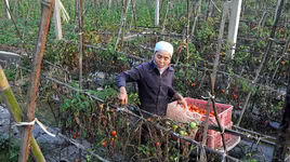 Giá rau quả đắt gấp 20 lần so với giá tại ruộng