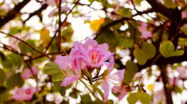 Hà Nội đẹp dịu dàng mùa hoa tháng 3