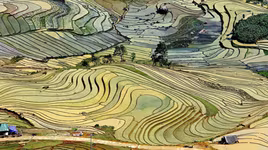 Ruộng bậc thang mùa nước đổ