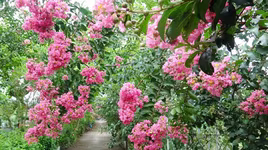 Những điểm check in với hoa tường vi ở Hà Nội