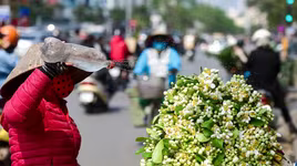 Hoa bưởi xuống phố