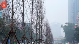 Hà Nội: Hàng cây phong lá đỏ được trồng trên đường Trần Duy Hưng