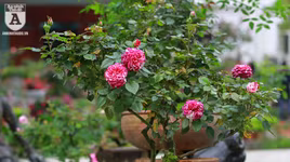 Ngắm hoa hồng bonsai trị giá cả trăm triệu đồng khoe sắc