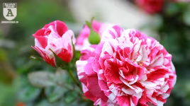 Hàng nghìn bông hoa hồng Bulgaria khoe sắc ở Công viên nước Hồ Tây