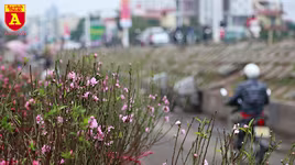 Đào Nhật Tân nở sớm, tràn ngập chợ hoa Quảng Bá