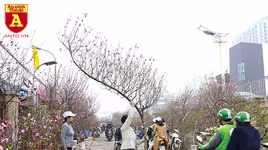 Chợ hoa Nhật Tân tấp nập những ngày cuối năm