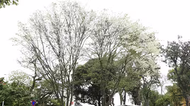 Hà Nội đẹp ngỡ ngàng trong màu trắng hoa sưa