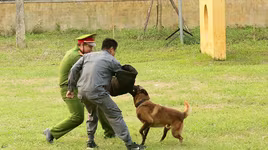 Chó nghiệp vụ của Công an Hà Nội đoạt 2 giải xuất sắc