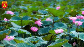 Dịu dàng mùa sen Hà Nội