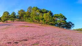 Khám phá đồi cỏ hồng đẹp như cổ tích ở Đà Lạt