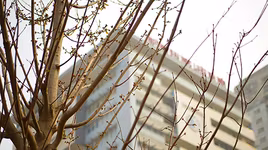 Hàng cây phong nảy lộc đón Tết Mậu Tuất 2018