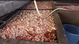 Rùng mình phát hiện một cơ sở chế biến hàng chục tấn lòng lợn "bẩn"