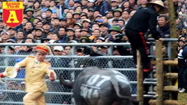 Nhìn lại những hình ảnh lễ hội chọi trâu Đồ Sơn biến thành cơn ác mộng