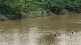 Tìm thấy thi thể bé gái 7 tuổi đuối nước khi đi tắm cùng bạn