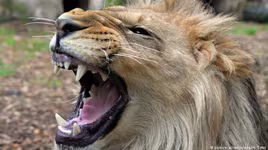 Sư tử, hổ, báo xổng chuồng ở Đức