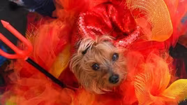 [ẢNH] Những chú chó hóa trang mùa Halloween không thể đáng yêu hơn