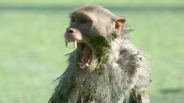 Khỉ hoang tiếp tục cắn chết một phụ nữ sau khi giết bé 12 ngày tuổi