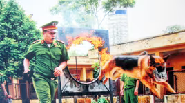 Nâng cao hiệu quả công tác sử dụng chó nghiệp vụ 