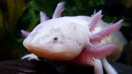 [Ảnh] Kỳ thú những loài động vật lạ nhất hành tinh