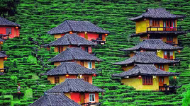 [ẢNH] Hút mắt những đồi chè xanh, đẹp như bích họa