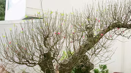 [ẢNH] Những cây đào được "hét giá trên trời" đại gia vẫn săn mua