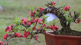 [ẢNH] Cận cảnh loại đào đắt đỏ bậc nhất dịp Tết khiến đại gia "xếp hàng cả tháng" chờ mua